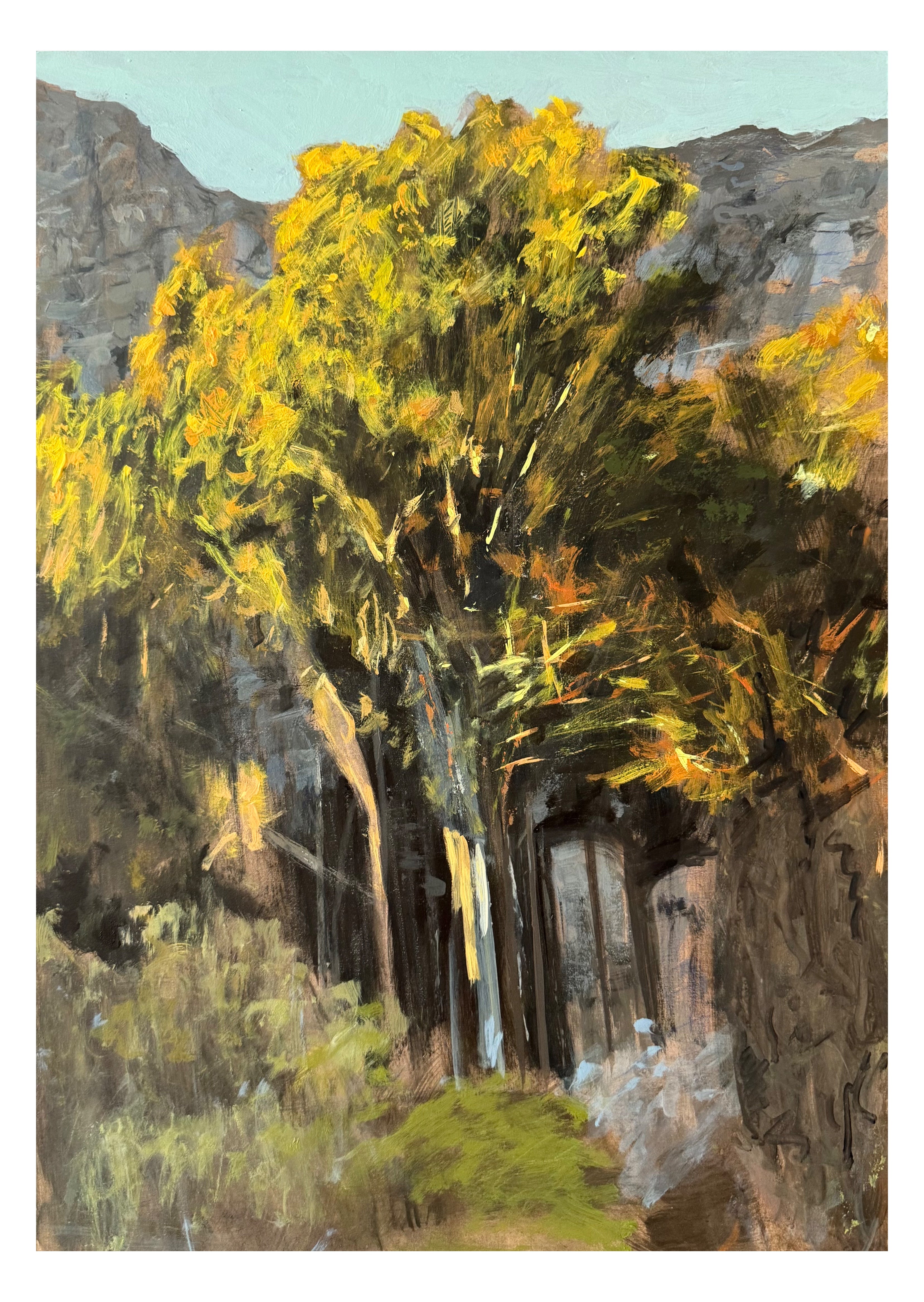 Yellow Tree Under Table Mountain
